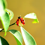 Freedom Regained Ladybug Brooch